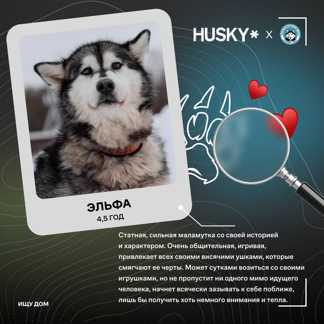 Пост из канала hookah4russian HUSKY ИЩУТ ДОМ | HOOKAH-HOUSE | Доставка и аренда кальянов HUSKY ИЩУТ ДОМ