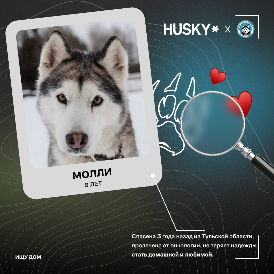 Пост из канала hookah4russian 🐾 Ищем теплый дом и добрые руки | HOOKAH-HOUSE | Доставка и аренда кальянов 🐾 Ищем теплый дом и добрые руки