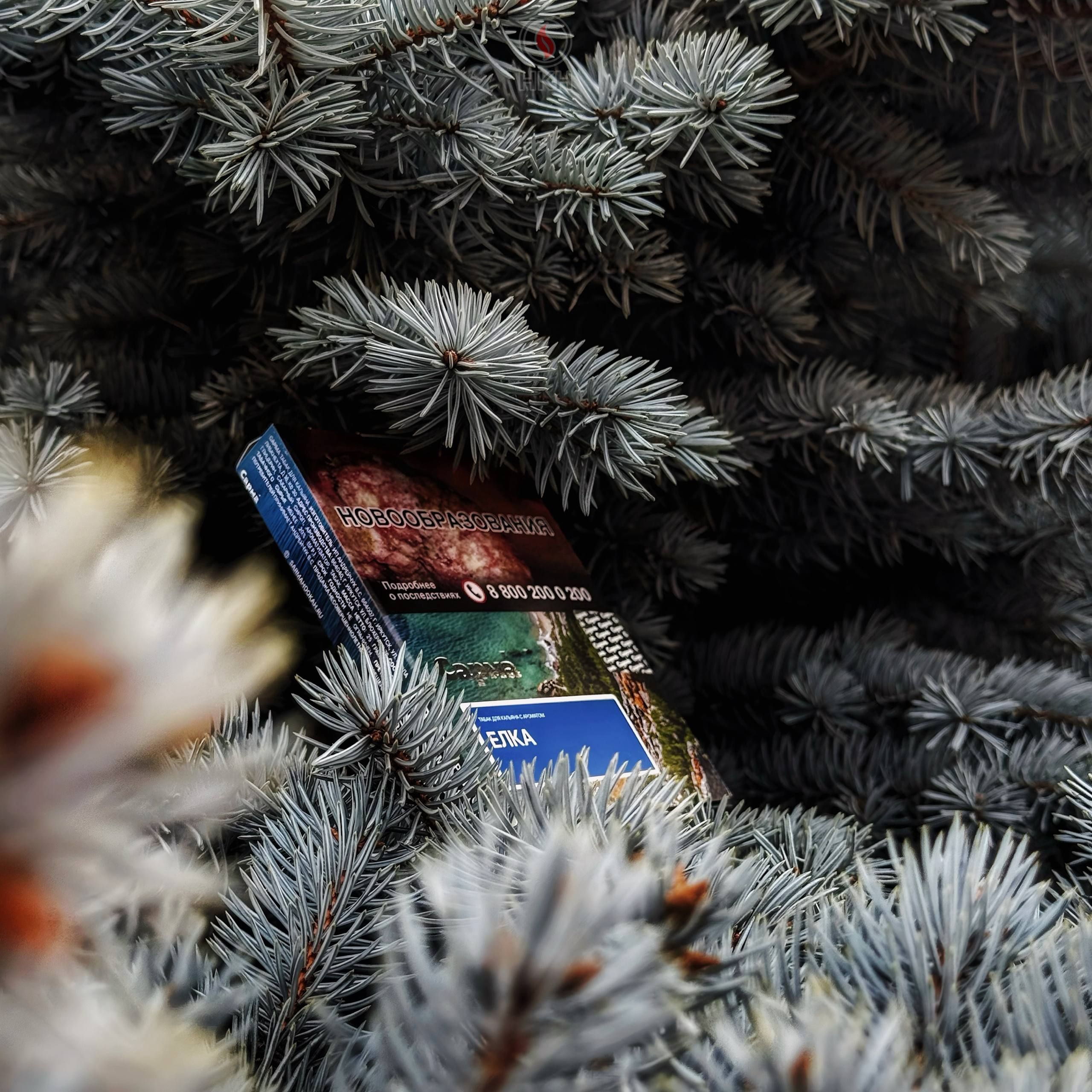 Классическая Сарма «Елка»