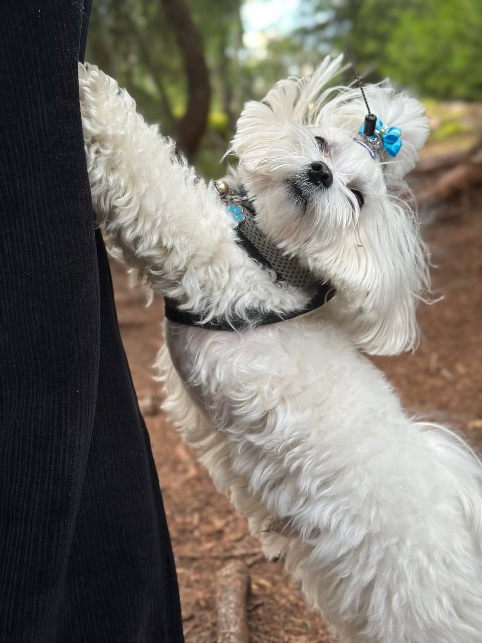 Пост в канале mthook - Обалдеть, как много животных у вас! | HOOKAH-HOUSE | Доставка и аренда кальянов